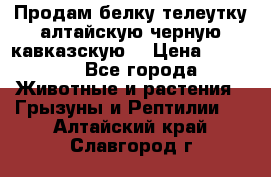 Продам белку телеутку алтайскую,черную кавказскую. › Цена ­ 5 000 - Все города Животные и растения » Грызуны и Рептилии   . Алтайский край,Славгород г.